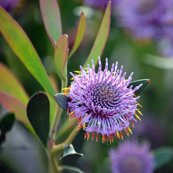 Isopogon Pink Drumsticks Isopogon Pink Drumsticks