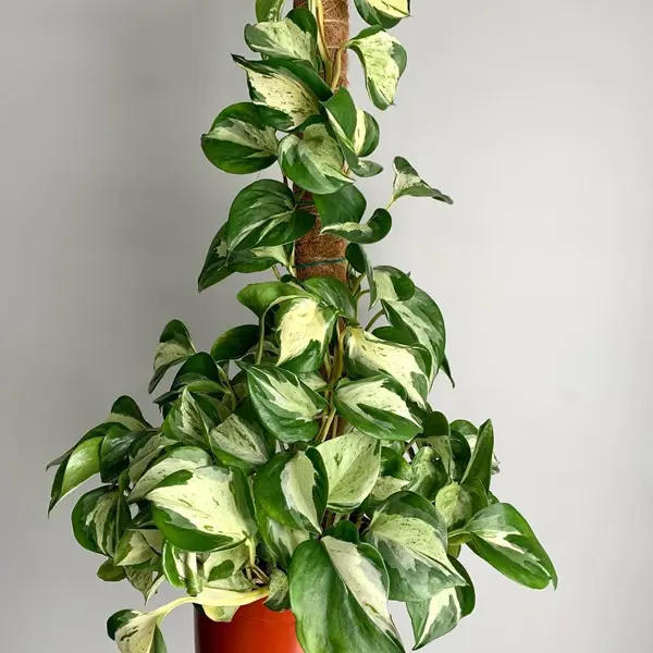 Pothos Manjula Pothos Manjula