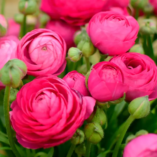 Ranunculi F1 – Hot Pink Ranunculi F1 – Hot Pink