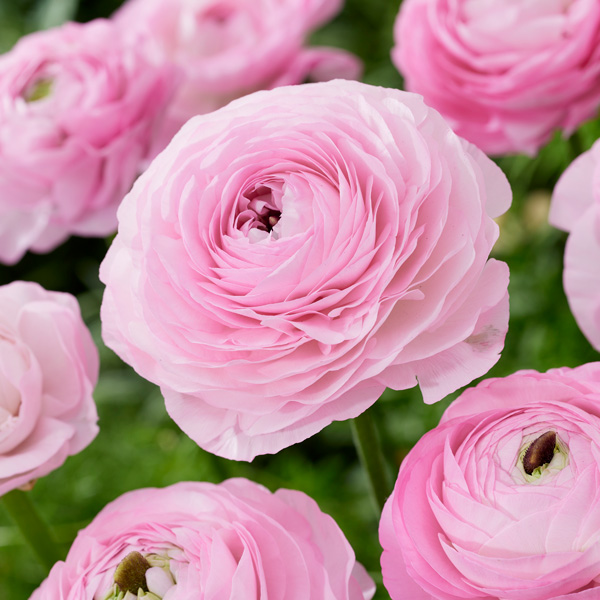 Ranunculi F1 – Light Pink