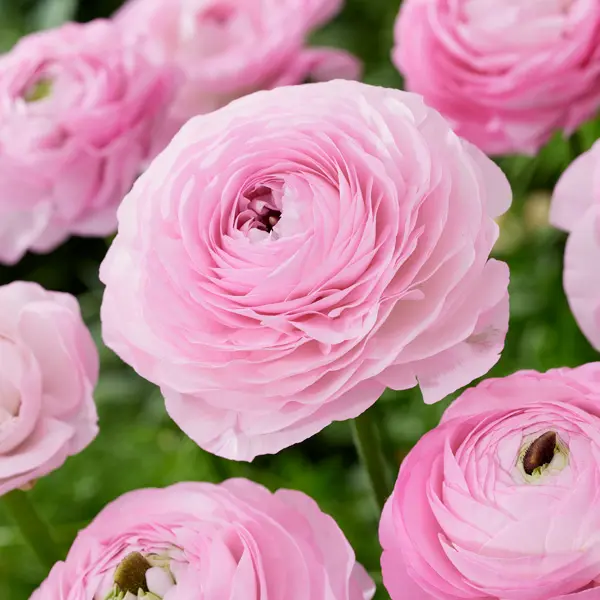 Ranunculi F1 – Light Pink Ranunculi F1 – Light Pink