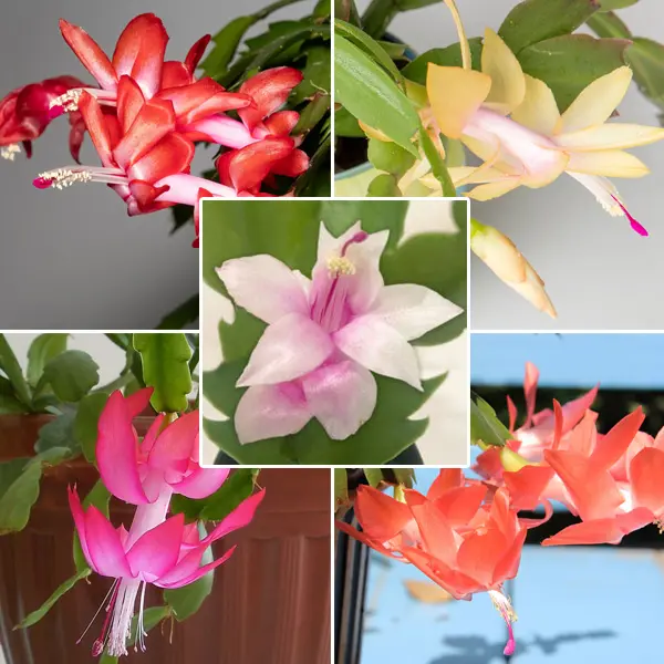 Schlumbergera Thor Starter Collection