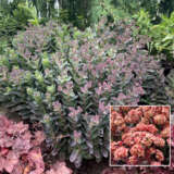 Sedum Conga Line P68sedcli - Garden Express Australia