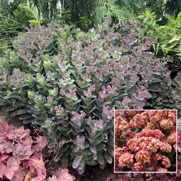 Sedum Conga Line Sedum Conga Line