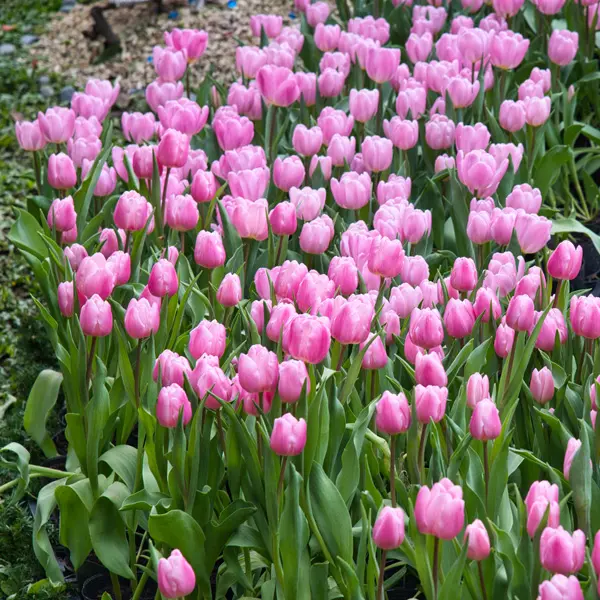 Planting Stock Tulip Pink Planting Stock Tulip Pink