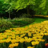 Tulip Yellow Stock Pkpsttye 2026 - Garden Express Australia