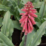 Veltheimia Capensis – Forest Lily Pink Veltheimia Capensis – Forest Lily Pink