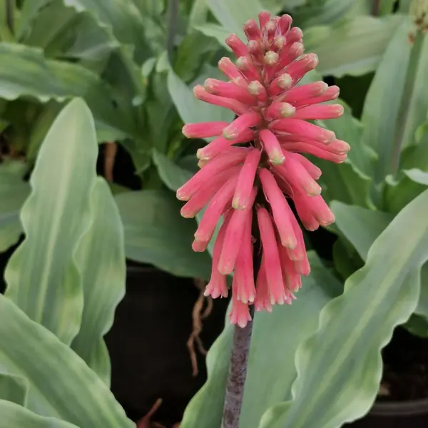 Veltheimia Capensis – Forest Lily Pink Veltheimia Capensis – Forest Lily Pink