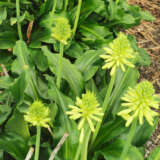 Veltheimia Bracteata – Forest Lily Lemon Veltheimia Bracteata – Forest Lily Lemon