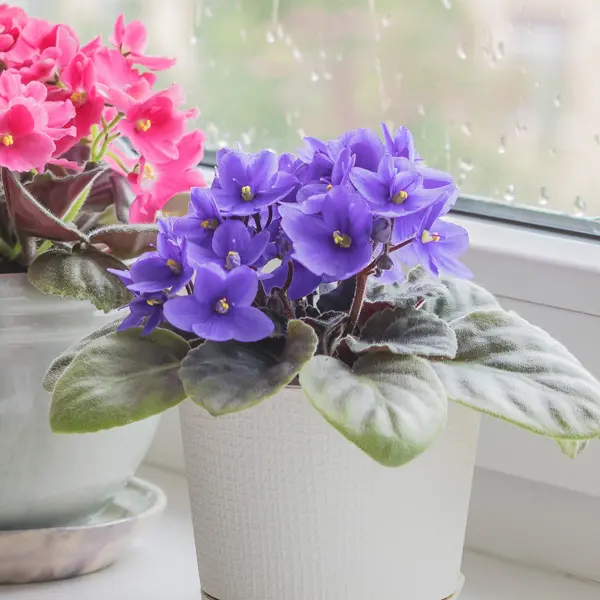 African Violet Light Blue African Violet Light Blue