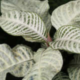 Aphelandra Zebra Plant White Flash Aphelandra Zebra Plant White Flash