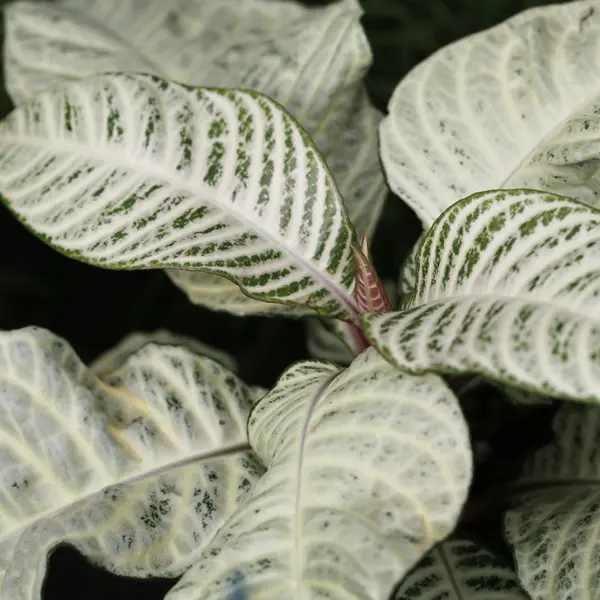 Aphelandra Zebra Plant White Flash Aphelandra Zebra Plant White Flash