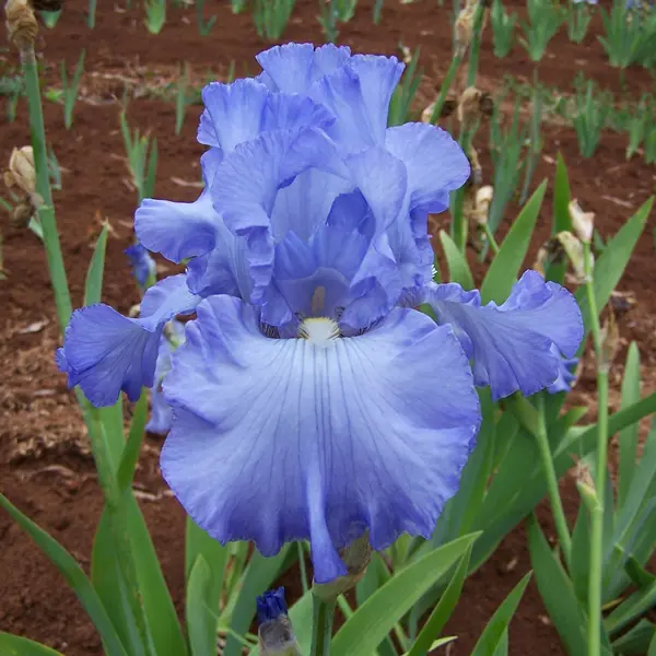 Bearded Iris Fair Dinkum Bearded Iris Fair Dinkum