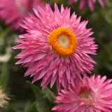 Bracteantha Mohave Pink Bracteantha Mohave Pink