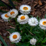 Bracteantha Mohave White