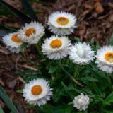 Bracteantha Mohave White P68bramwh - Garden Express Australia