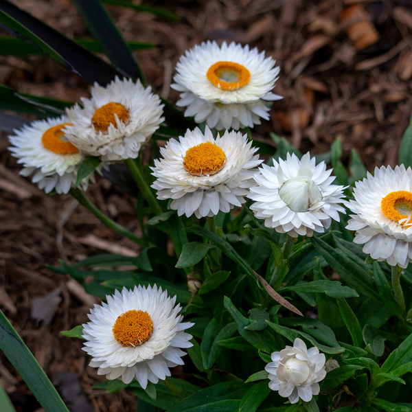Bracteantha Mohave White