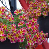 Calibrachoa Colibri Abstract Guava Calibrachoa Colibri Abstract Guava