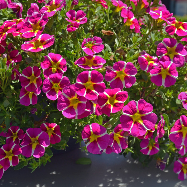 Calibrachoa Colibri Pink Bling Calibrachoa Colibri Pink Bling