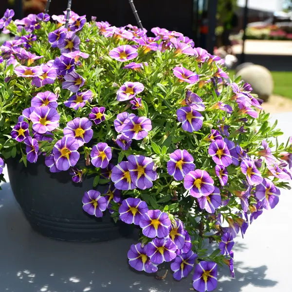 Calibrachoa Colibri Purple Bling Calibrachoa Colibri Purple Bling