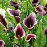 Calla Lily Dubai Nights- Potted Calla Lily Dubai Nights- Potted