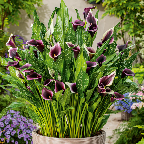 Calla Lily Dubai Nights Calla Lily Dubai Nights