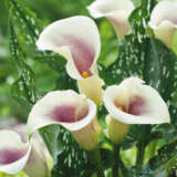 Calla Lily Picasso Pkcalpca - Garden Express Australia