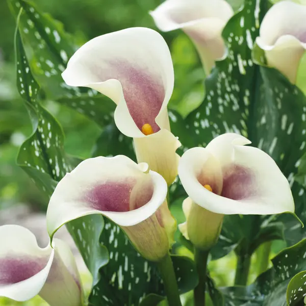 Calla Lily Picasso Calla Lily Picasso