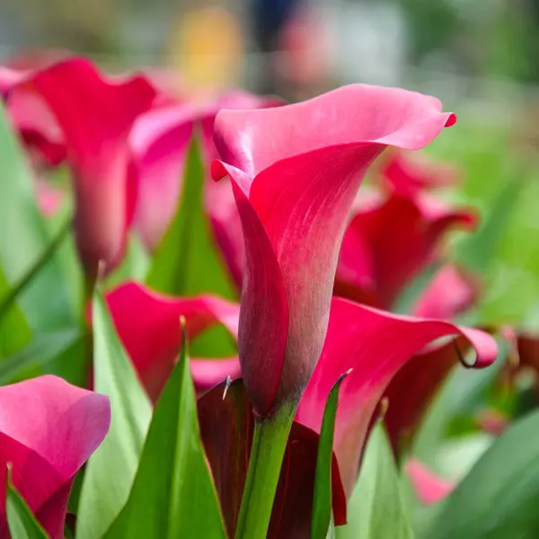 Calla Lily Tokyo- Potted Calla Lily Tokyo- Potted