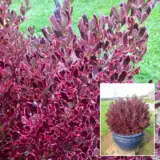 Coprosma Pacific Sunrise P18coppsr - Garden Express Australia