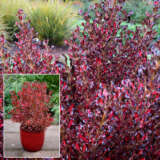 Coprosma Pacific Sunset P18coppss - Garden Express Australia