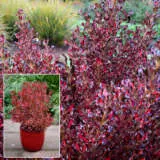 Coprosma Pacific Sunset P18coppss - Garden Express Australia