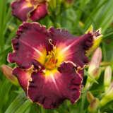 Daylily Excellent Pkdliexc - Garden Express Australia