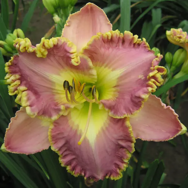Daylily Lavender Tutu Daylily Lavender Tutu
