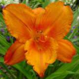 Daylily My Reggae Tiger