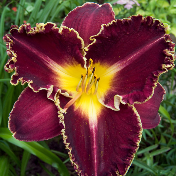 Daylily Storm Of The Century Daylily Storm Of The Century