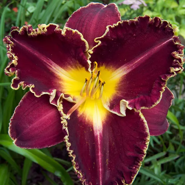 Daylily Storm Of The Century Daylily Storm Of The Century
