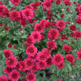 Garden Mum Chrysanthemum- Alizarine Red Garden Mum Chrysanthemum- Alizarine Red