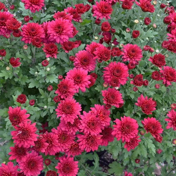 Garden Mum Chrysanthemum- Alizarine Red Garden Mum Chrysanthemum- Alizarine Red