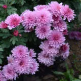 Garden Mum Chrysanthemum – Youpi Pink Garden Mum Chrysanthemum – Youpi Pink