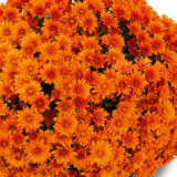Garden Mum Chrysanthemum – Hourra Copper Garden Mum Chrysanthemum – Hourra Copper