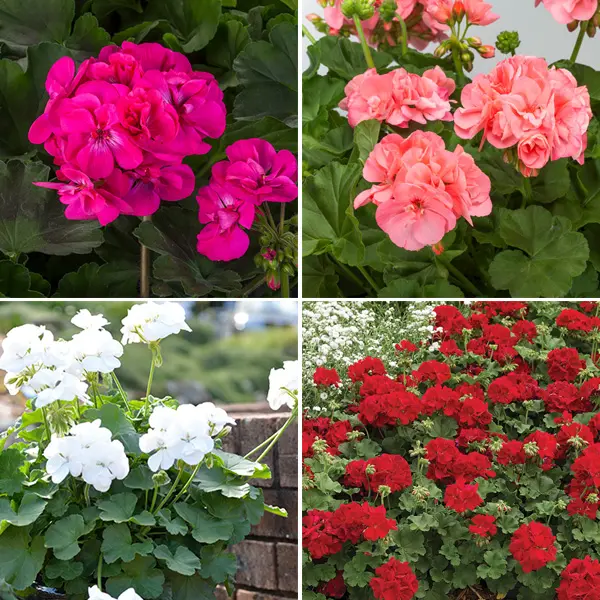 Geranium Big Collection X 4 Plants Geranium Big Collection X 4 Plants