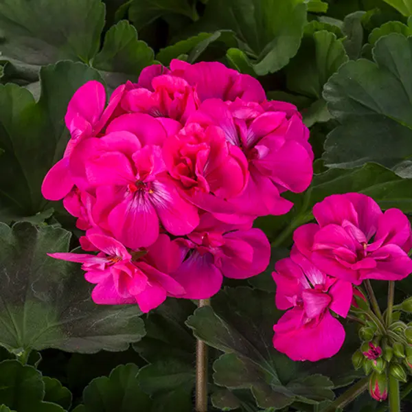 Geranium Big Pink Geranium Big Pink