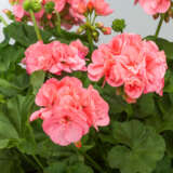 Geranium Big Salmon Geranium Big Salmon