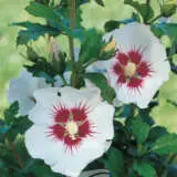Hibiscus Helene P20hibhel - Garden Express Australia