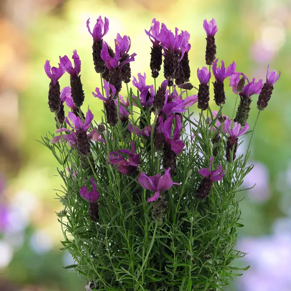 Lavender La Diva Berry Beautiful Collection Lavender La Diva Berry Beautiful Collection