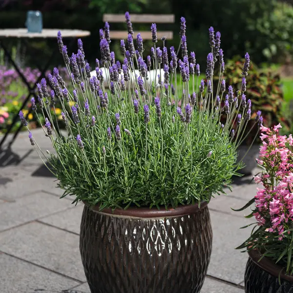 Lavender Imperial (French) Lavender Imperial (French)