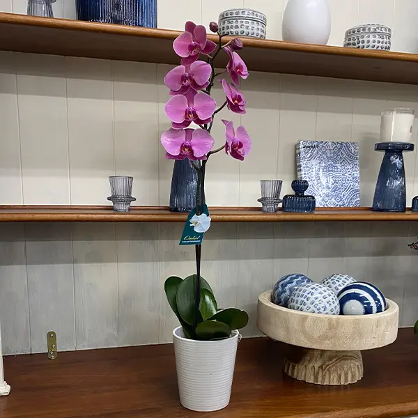 Orchid Phalaenopsis Single Stem- Large Hot Pink Orchid Phalaenopsis Single Stem- Large Hot Pink