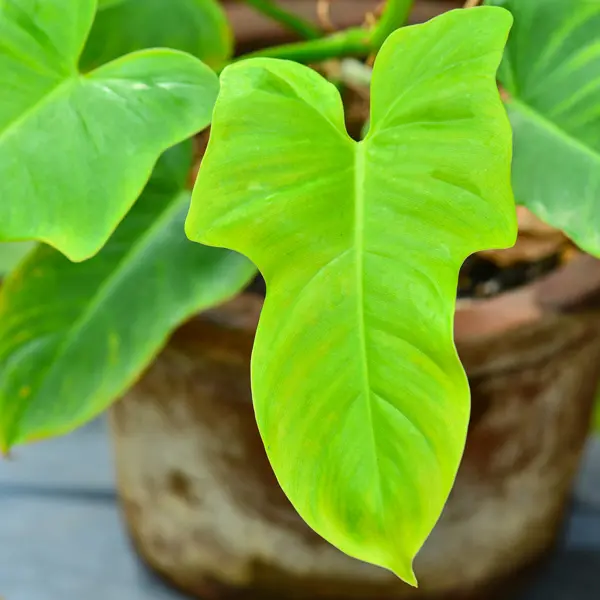Philodendron Golden Violin Philodendron Golden Violin