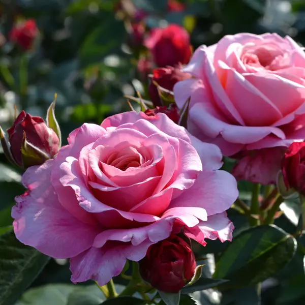Rose Showpiece Blush (Pbr)